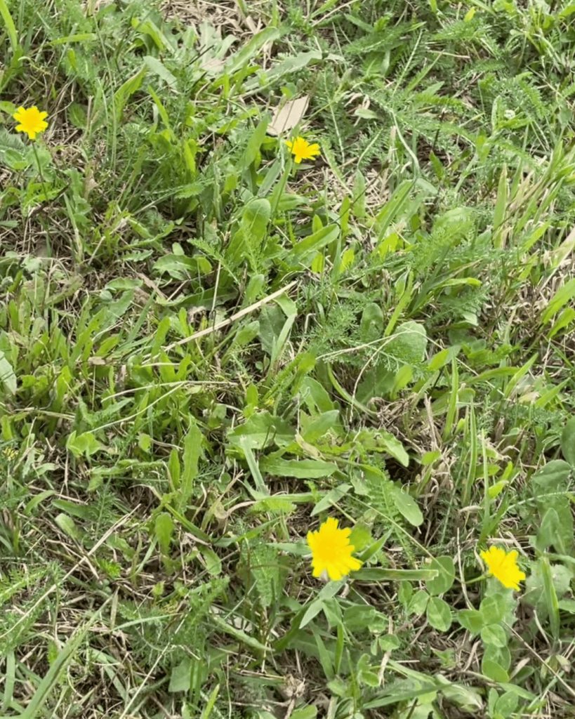 existing grasses and unwanted species