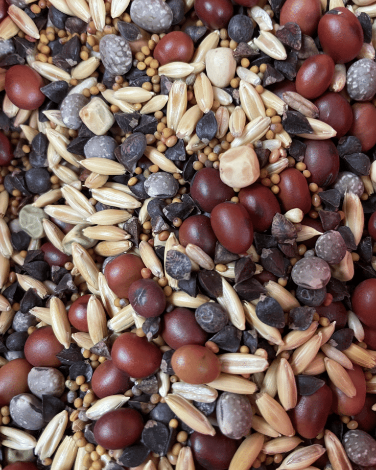 photo showing close up of cover crop seeds